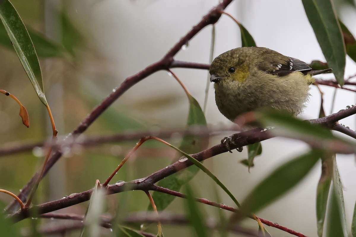 Forty-spotted Pardalote - ML611736775