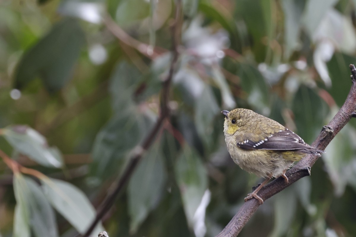 Forty-spotted Pardalote - ML611736776