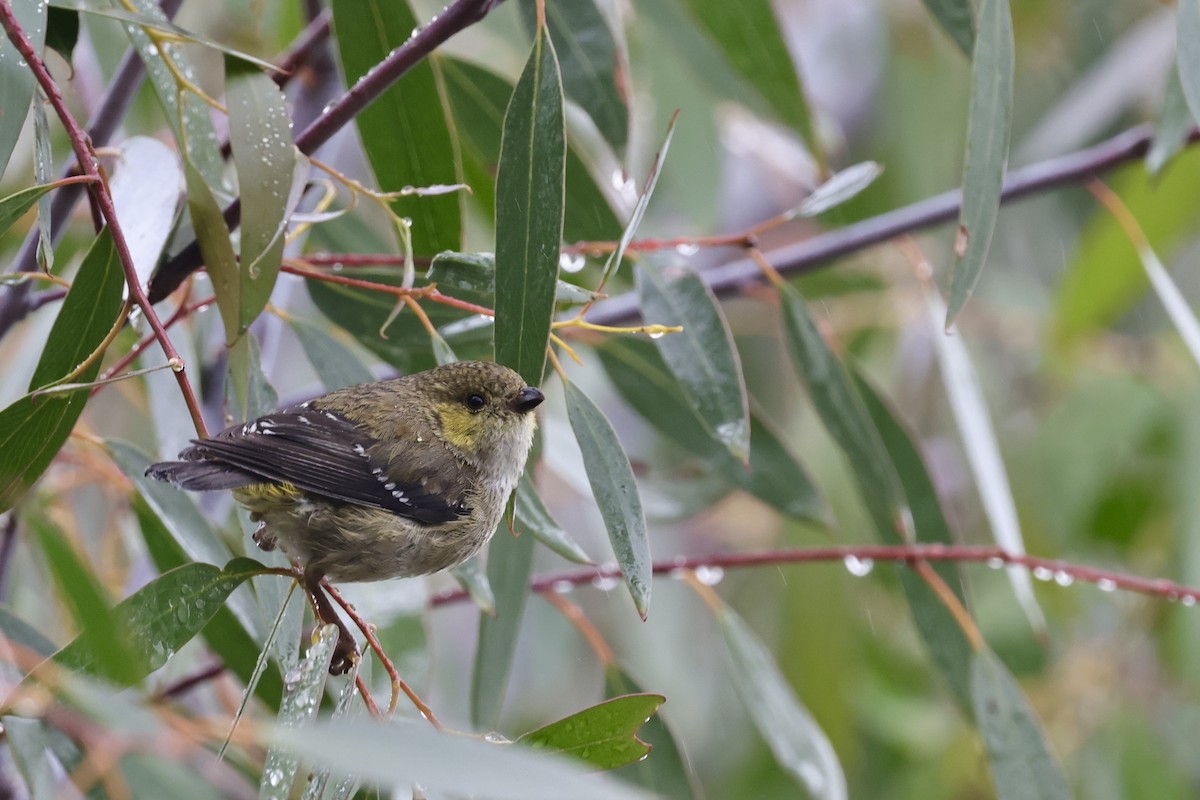 Forty-spotted Pardalote - ML611736777