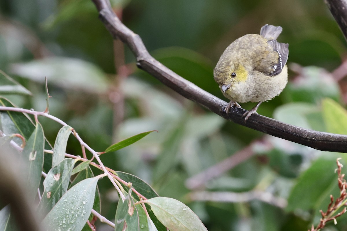 Forty-spotted Pardalote - ML611736779