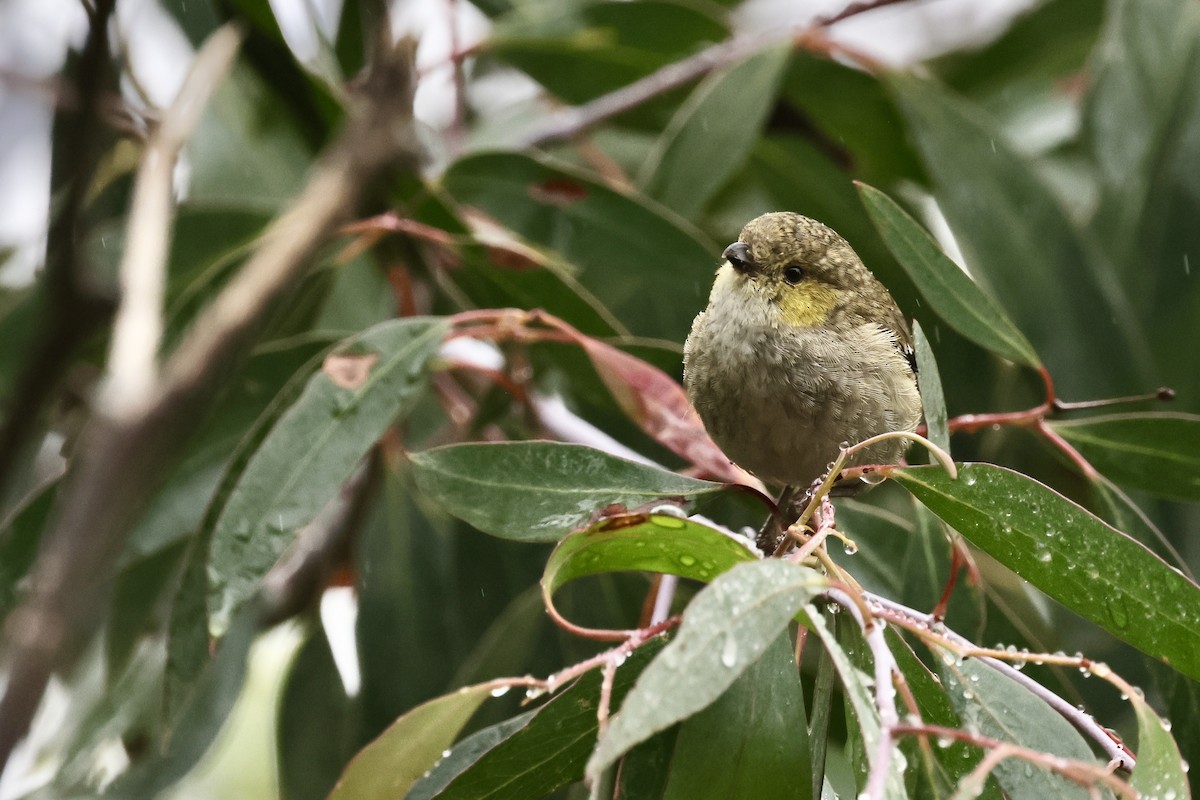 Forty-spotted Pardalote - ML611736780
