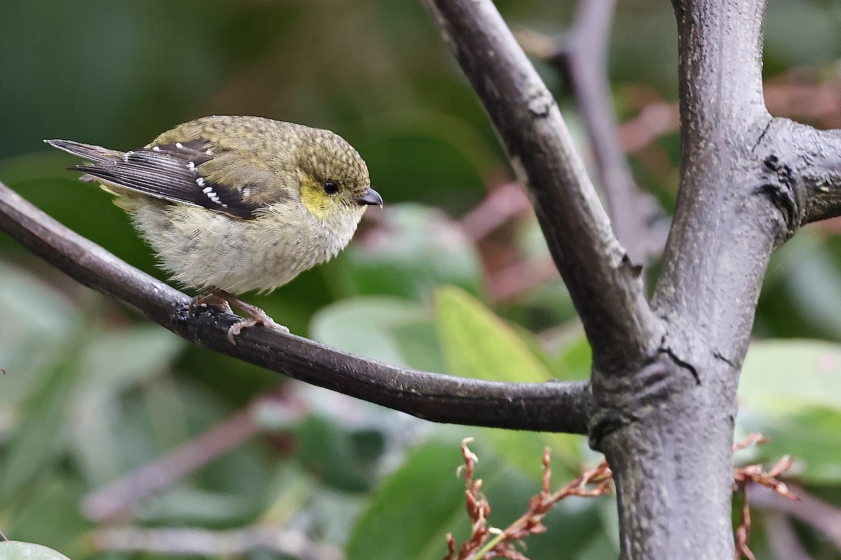 Forty-spotted Pardalote - ML611736781