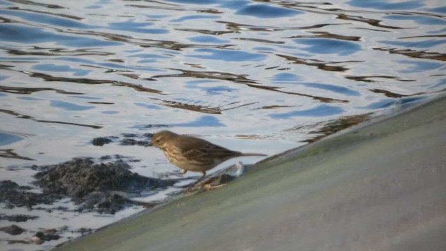 American Pipit - ML611736792