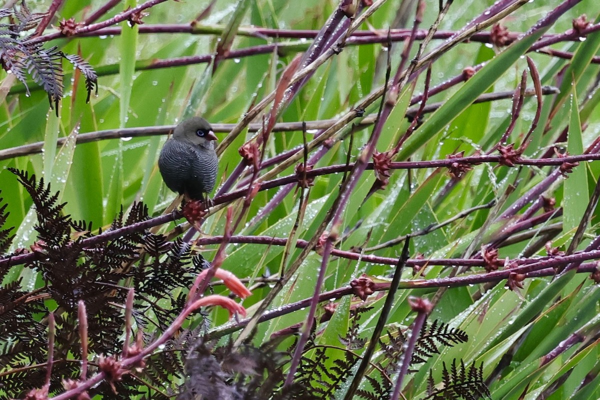 Beautiful Firetail - ML611736794