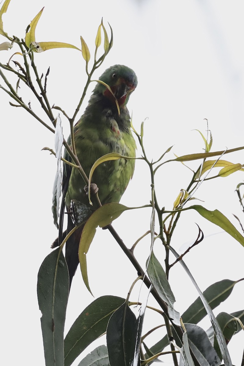 Swift Parrot - ML611736804