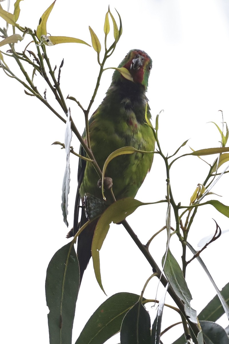 Swift Parrot - ML611736806