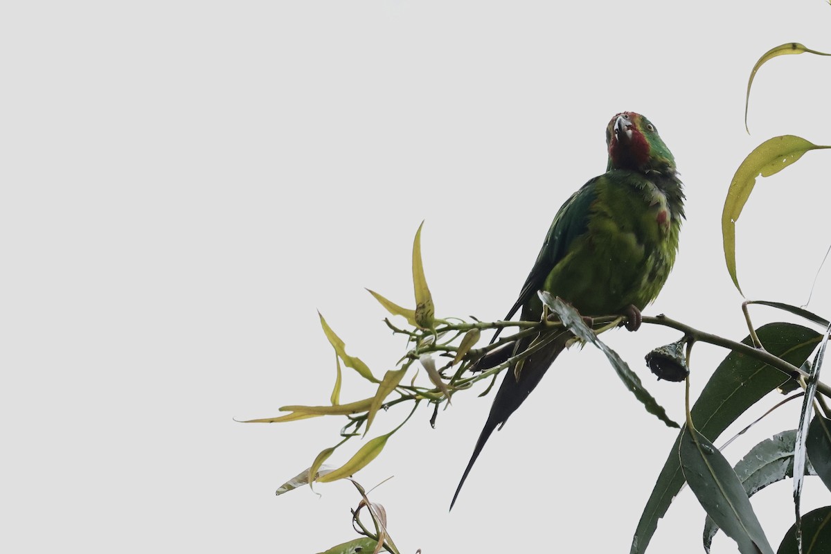 Swift Parrot - ML611736809