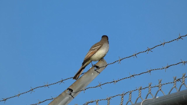 Ash-throated Flycatcher - ML611736838