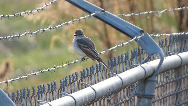 Ash-throated Flycatcher - ML611736841