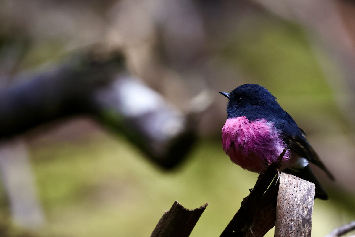 Pink Robin - ML611736892