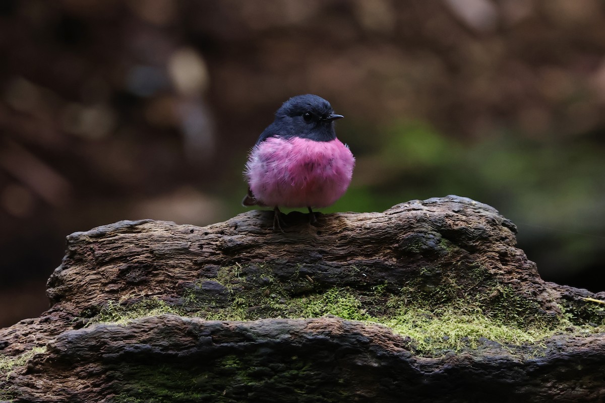 Pink Robin - ML611736893