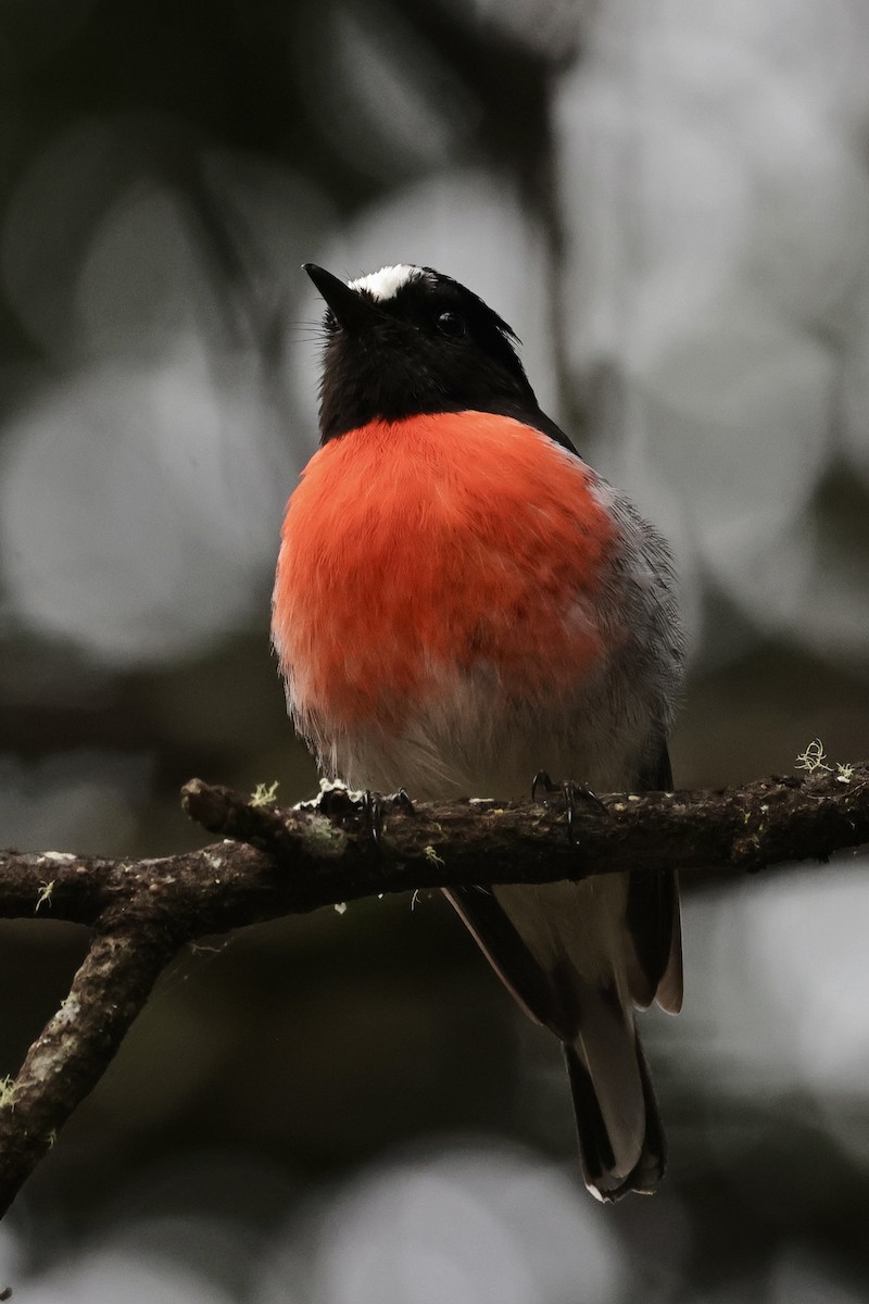 Scarlet Robin - ML611736900