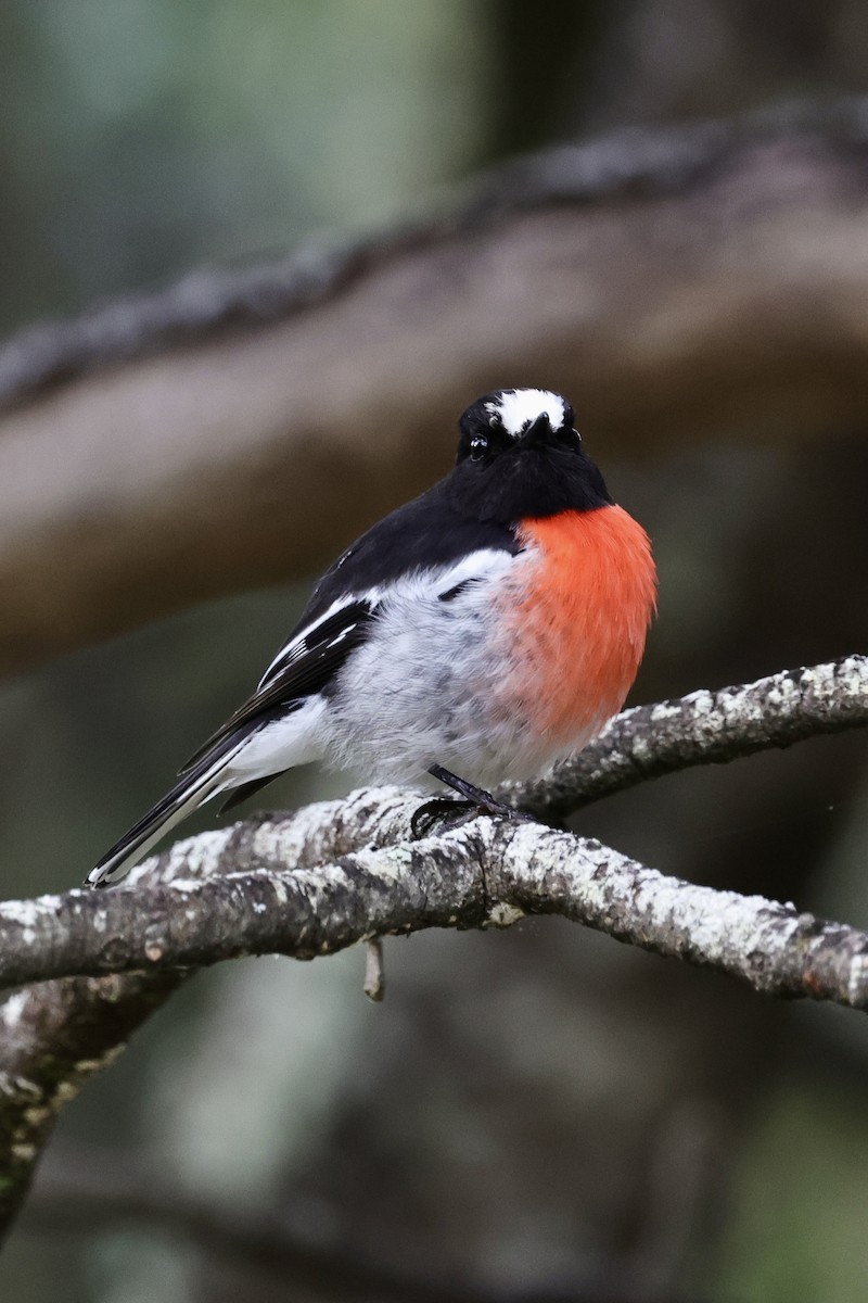 Scarlet Robin - ML611736905