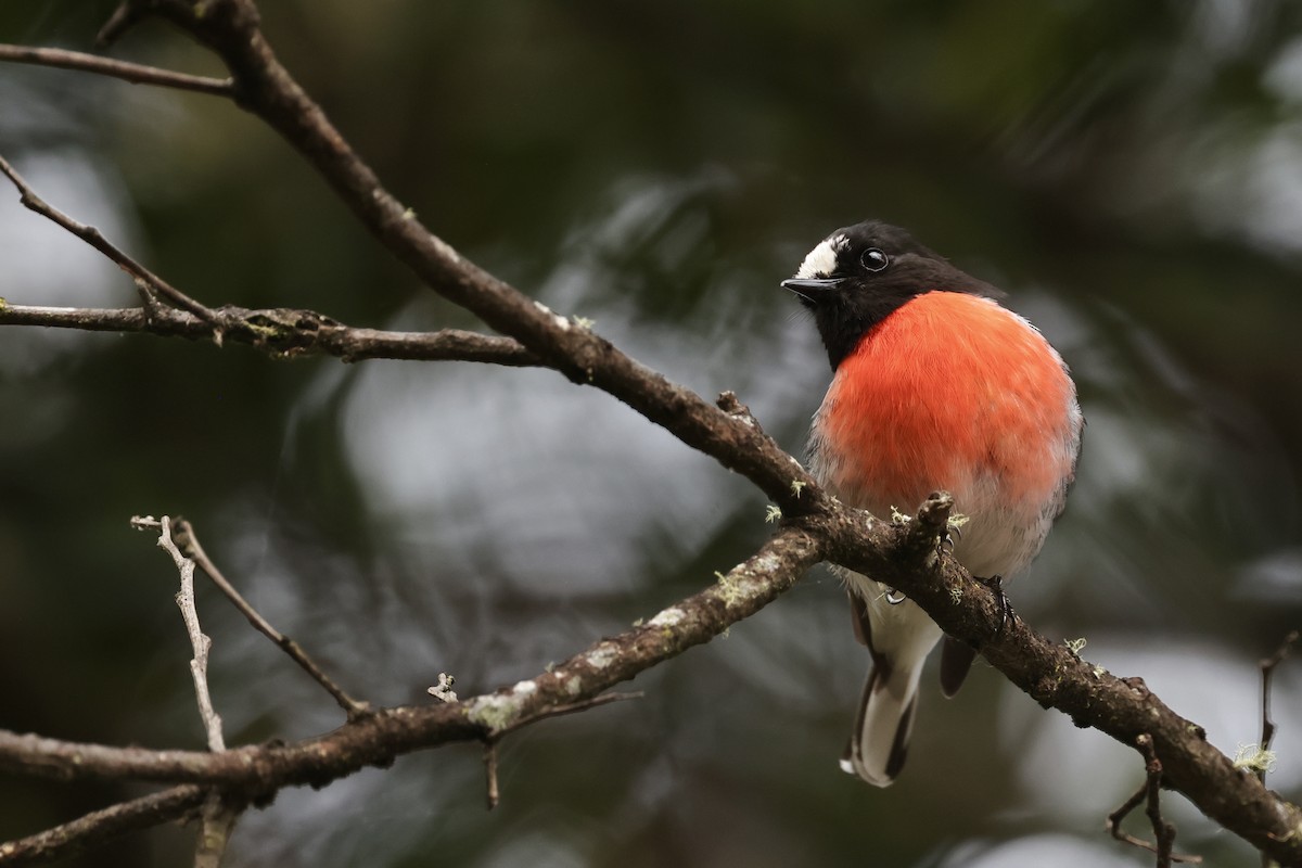 Scarlet Robin - ML611736908