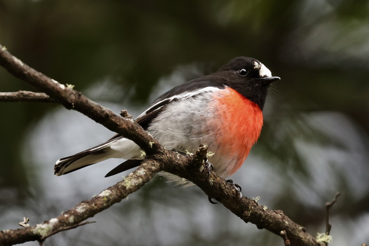 Scarlet Robin - ML611736909