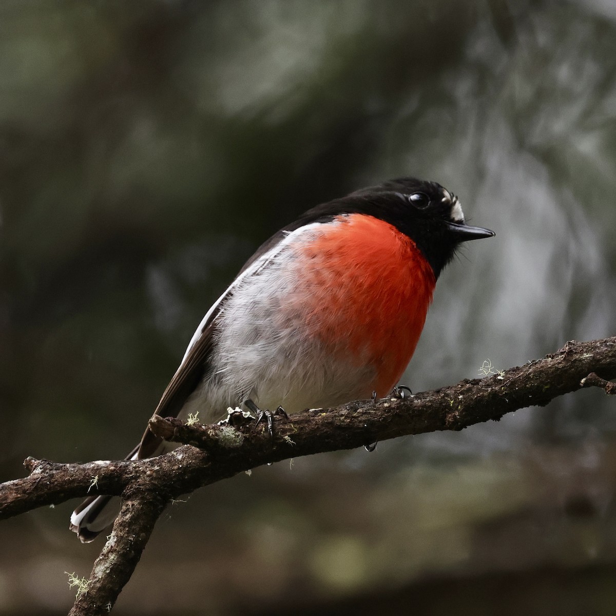 Scarlet Robin - ML611736910