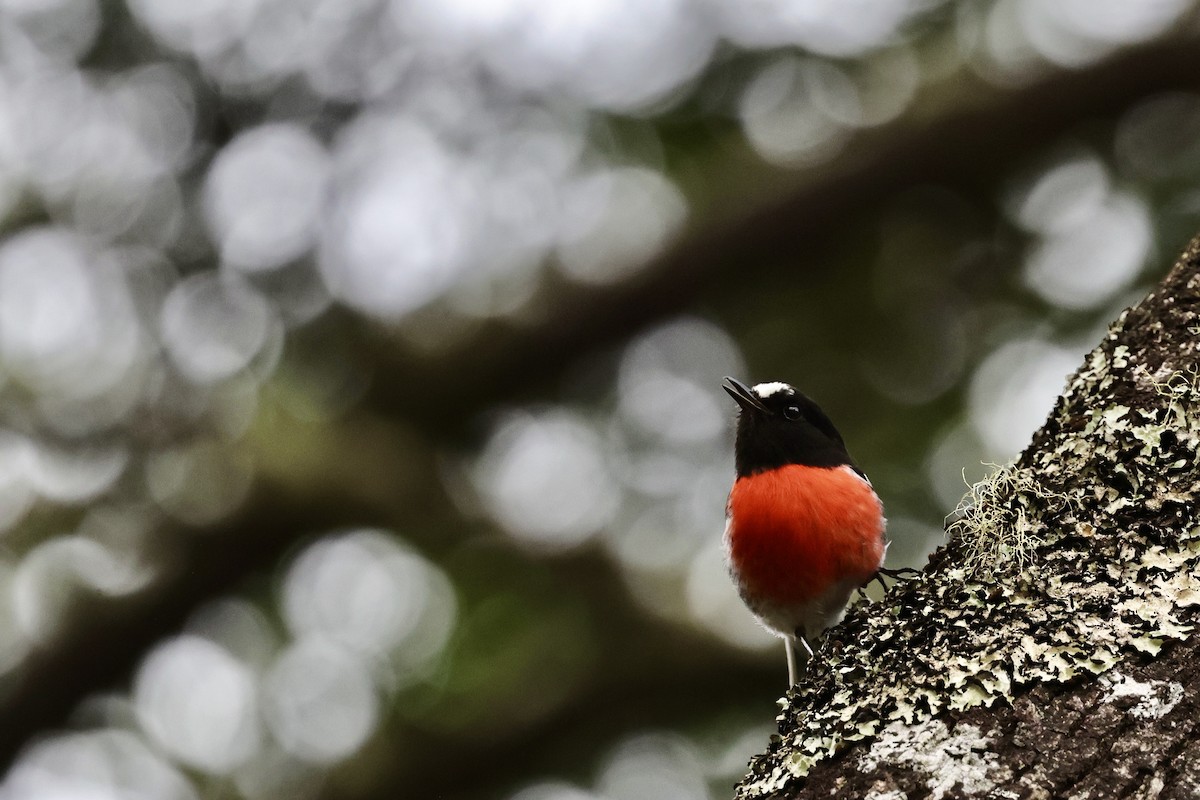 Scarlet Robin - ML611736911