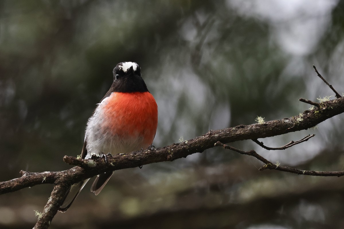 Scarlet Robin - ML611736912