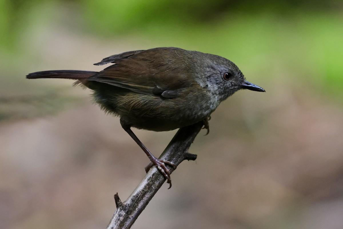 Tasmanian Scrubwren - ML611736917