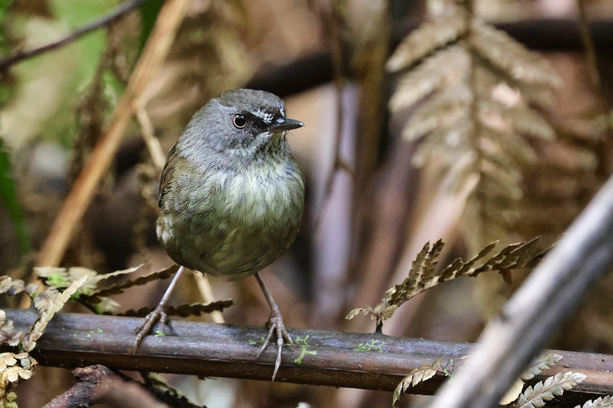 Tasmanian Scrubwren - ML611736919