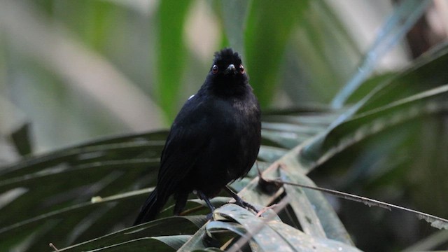 Feueraugen-Ameisenvogel - ML611736955