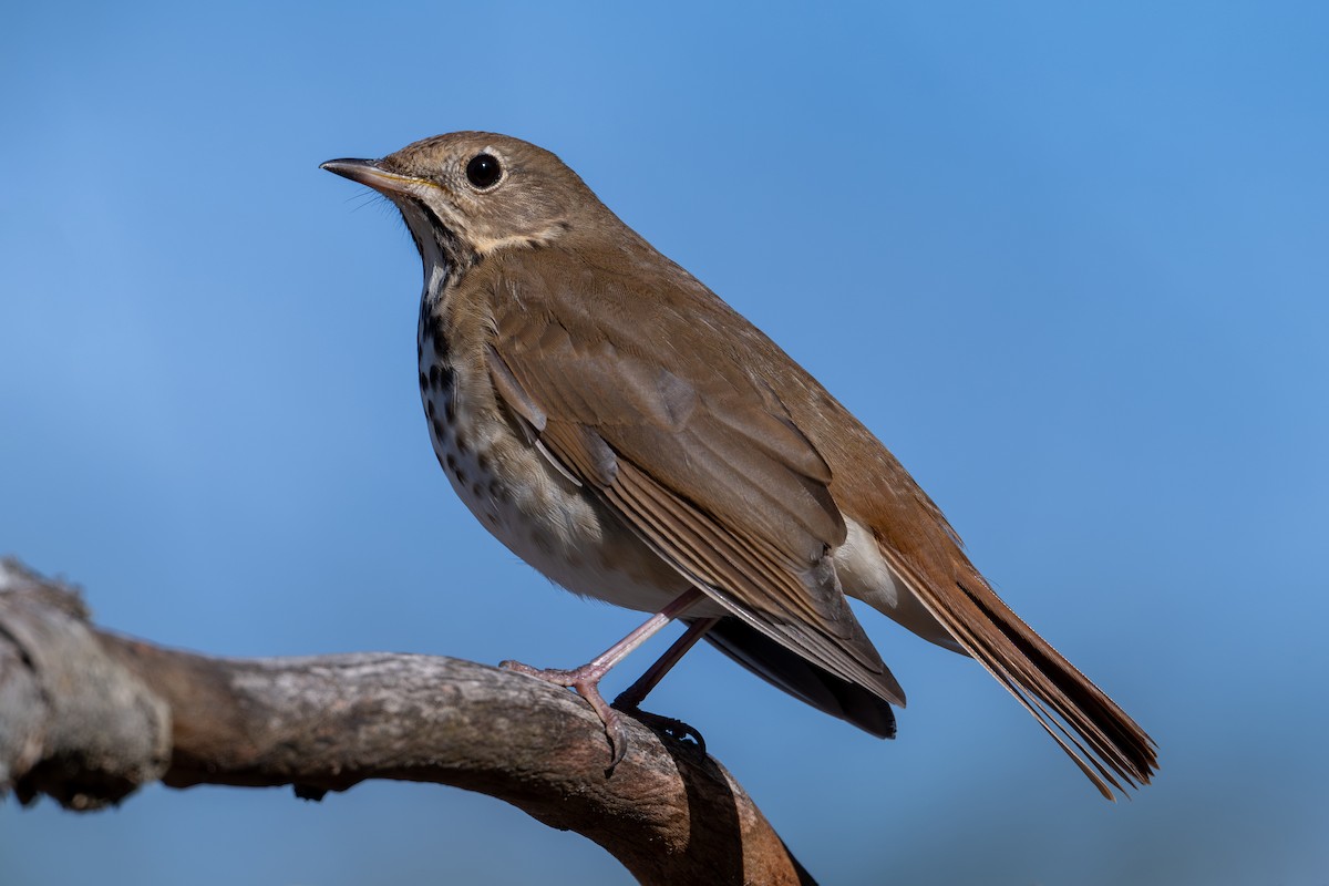 Hermit Thrush - ML611736976