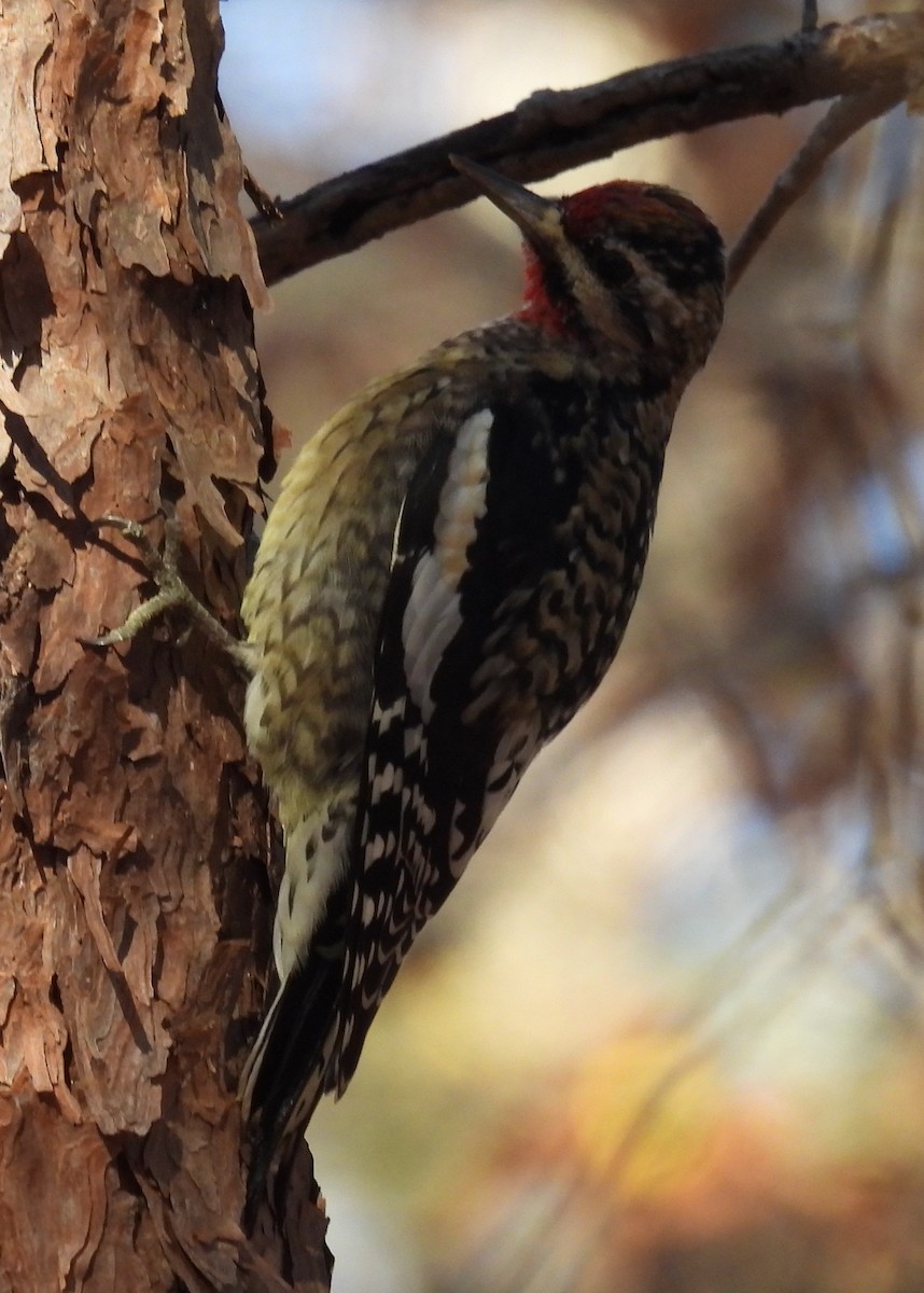 Yellow-bellied Sapsucker - ML611737125