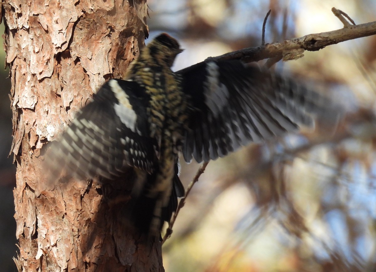 Yellow-bellied Sapsucker - ML611737126