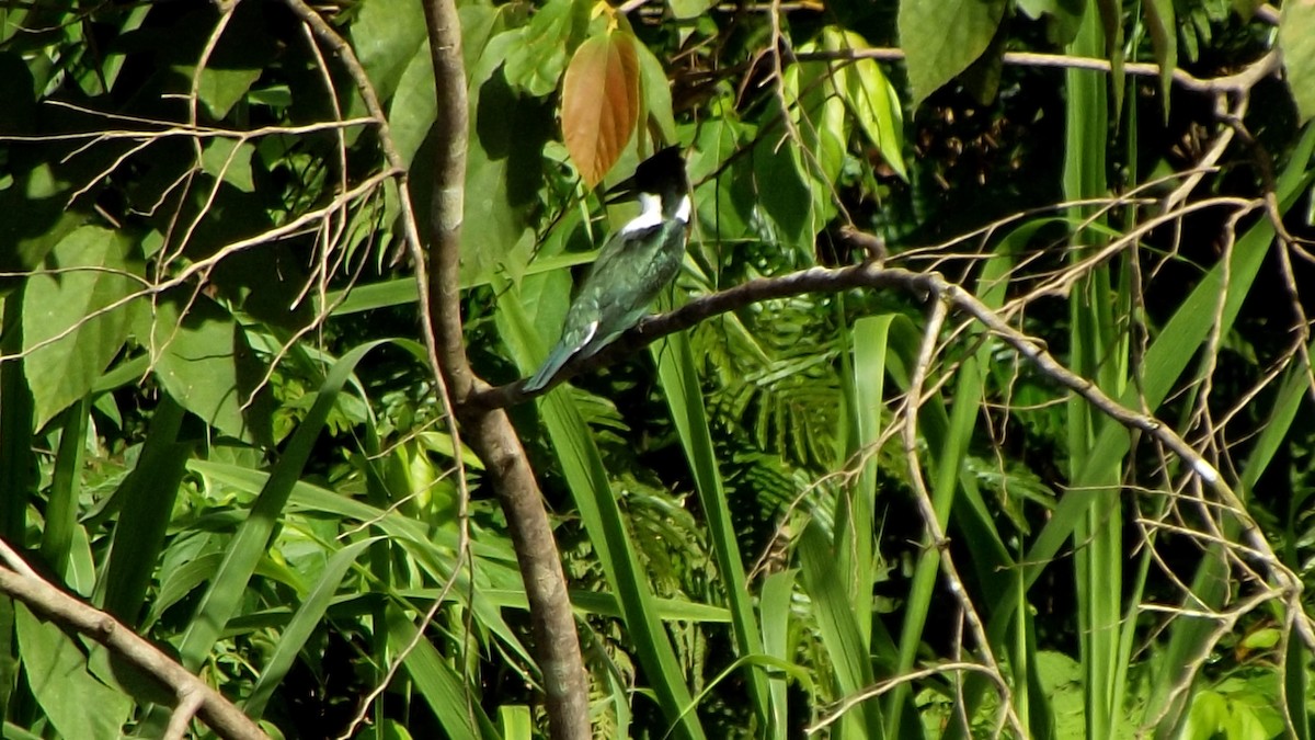 Amazon Kingfisher - ML611737200