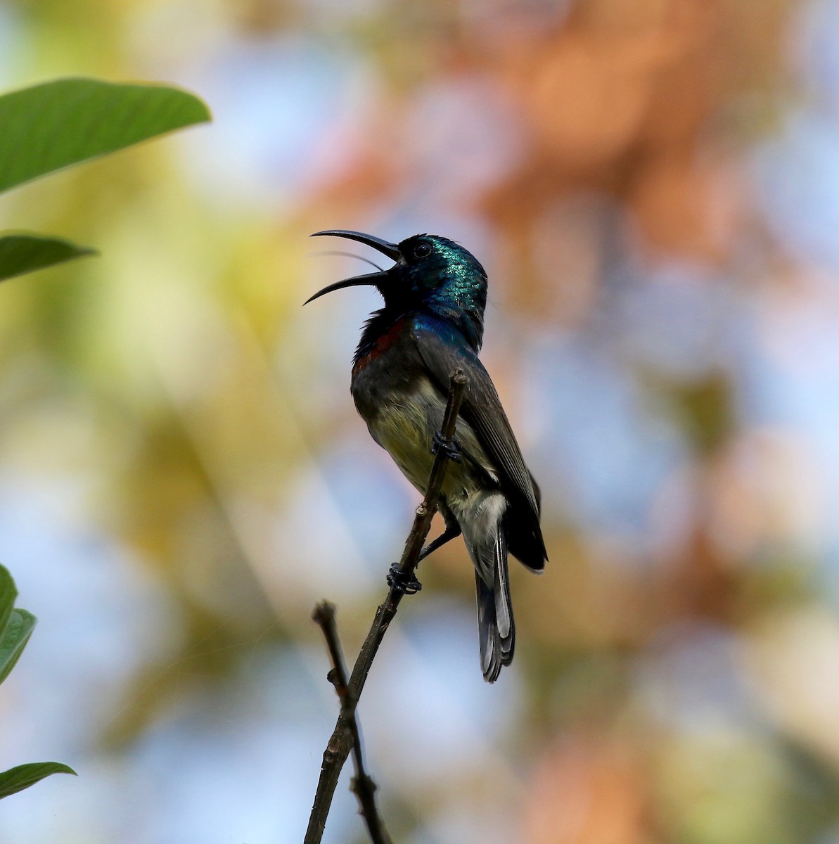 Souimanga Sunbird - Sandy Vorpahl