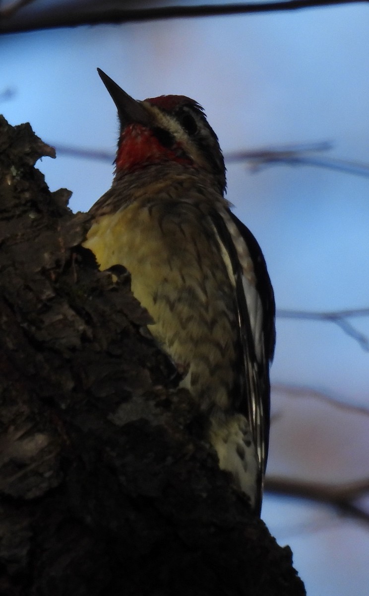 Yellow-bellied Sapsucker - ML611737289