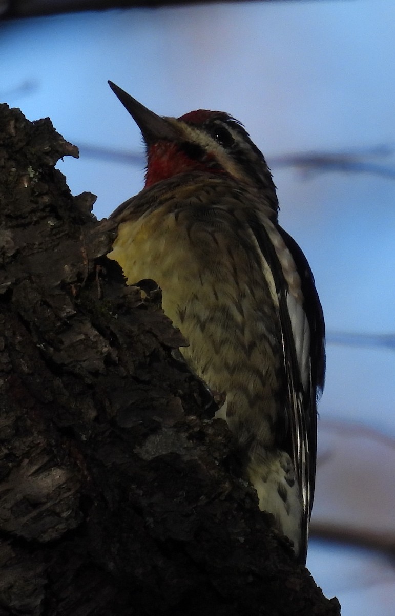 Yellow-bellied Sapsucker - ML611737290