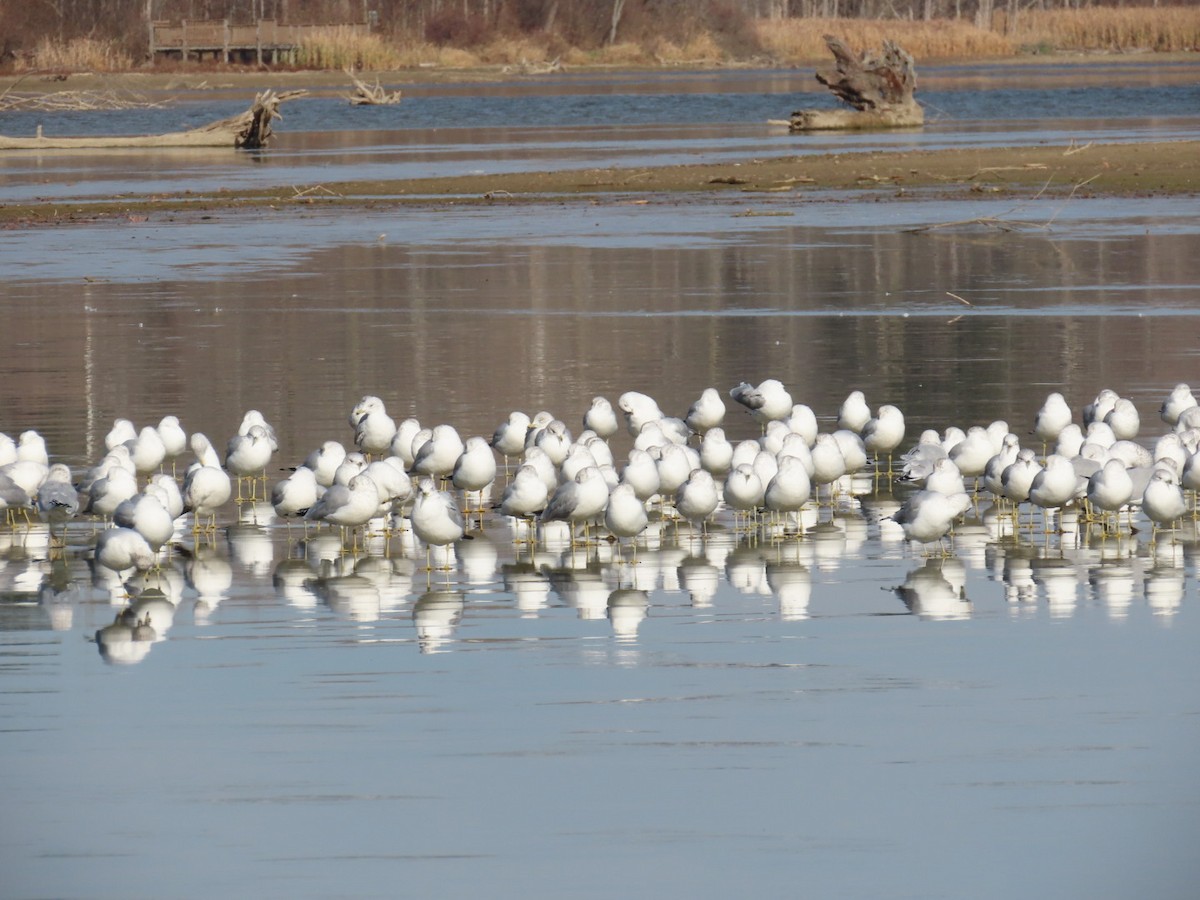 Ring-billed Gull - ML611737351