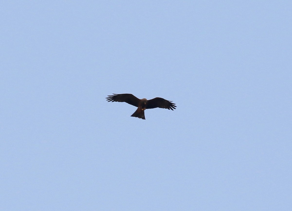 Black Kite (Yellow-billed) - ML611737356