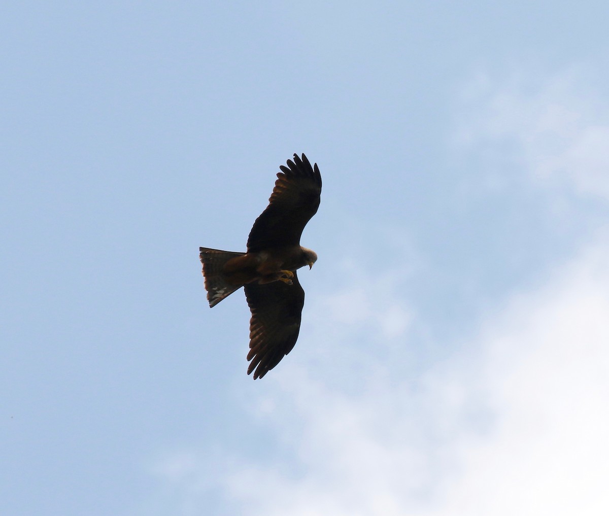 Black Kite (Yellow-billed) - ML611737370