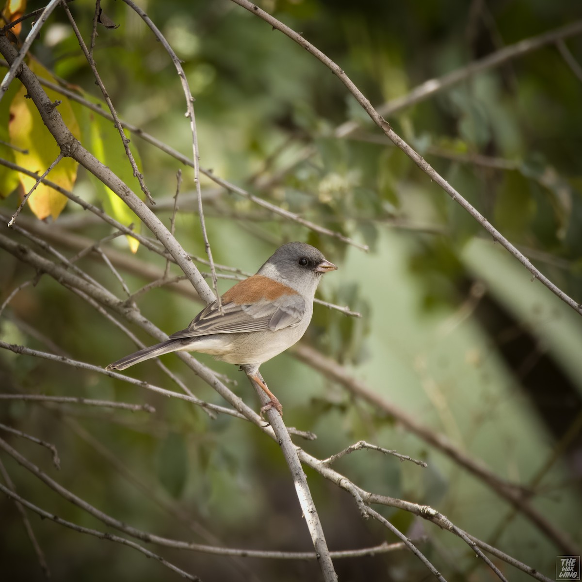 Dark-eyed Junco - ML611737423