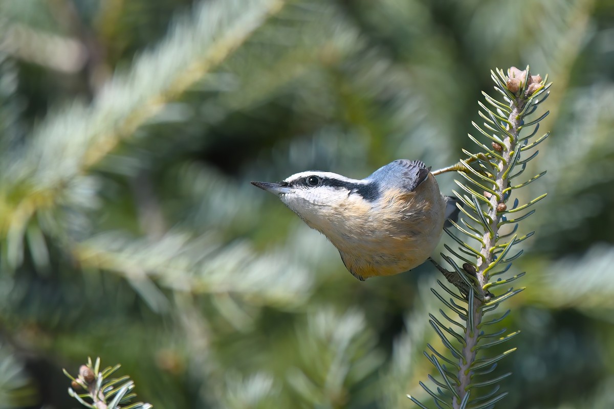 Red-breasted Nuthatch - ML611737466