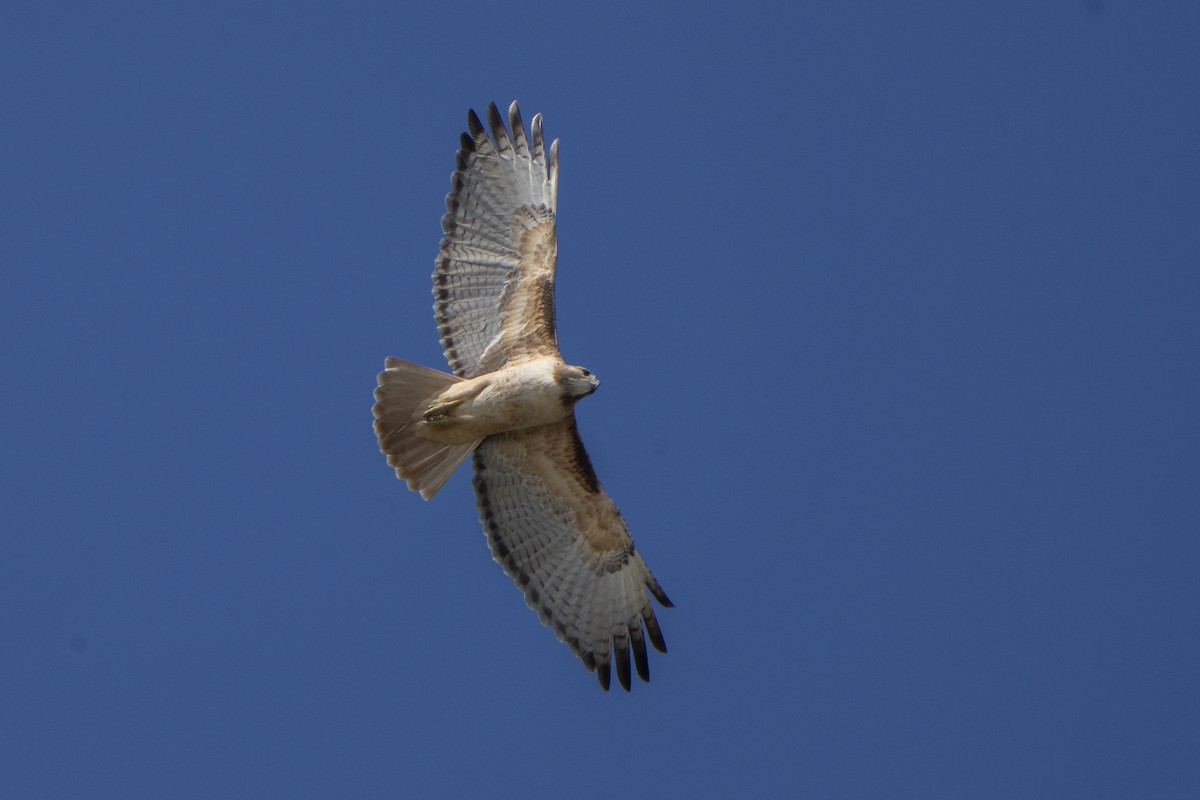 Red-tailed Hawk - ML611737479