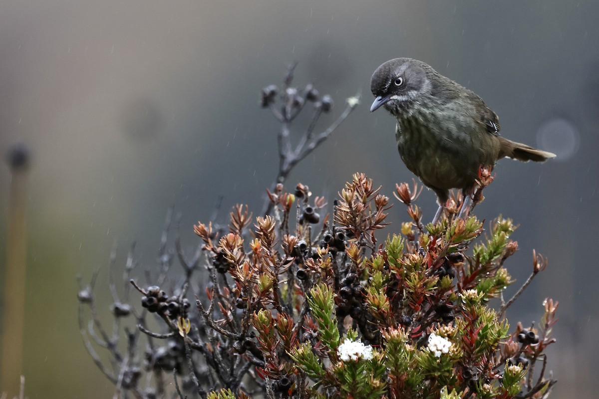 Tasmanian Scrubwren - ML611737523