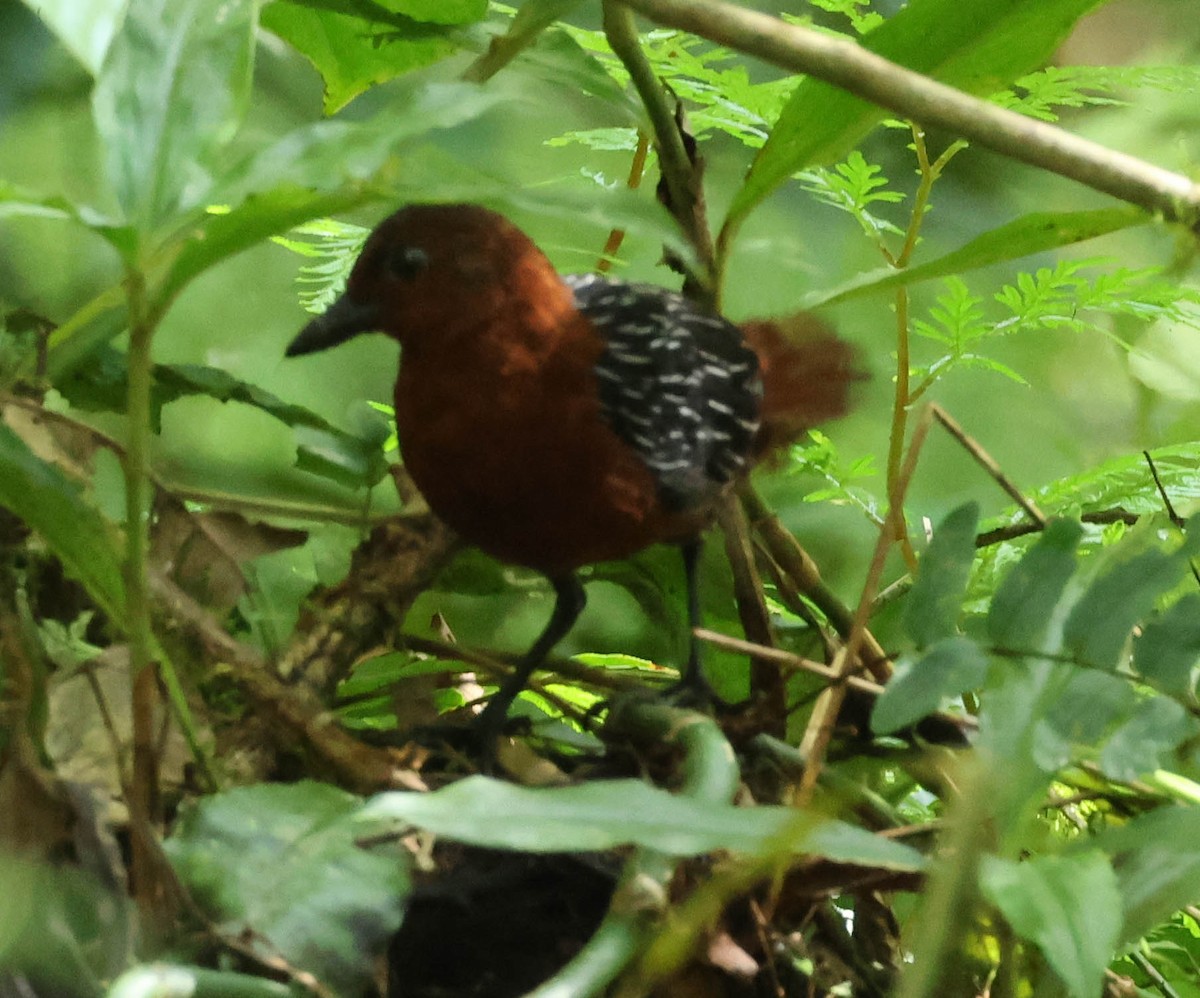 White-striped Forest Rail - David Bates