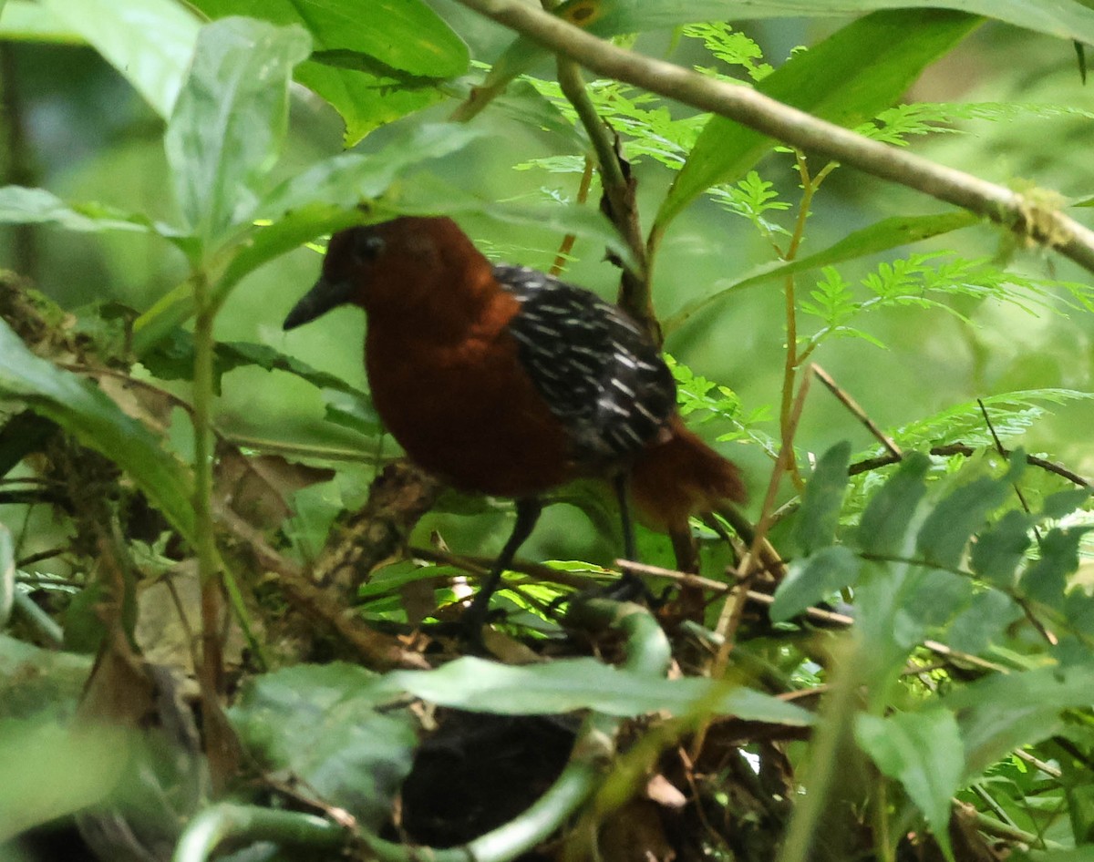 White-striped Forest Rail - ML611737606