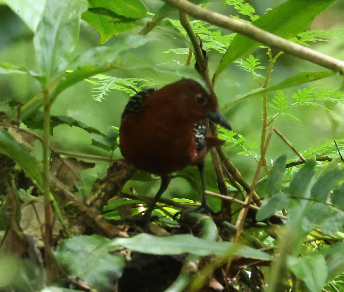 White-striped Forest Rail - David Bates