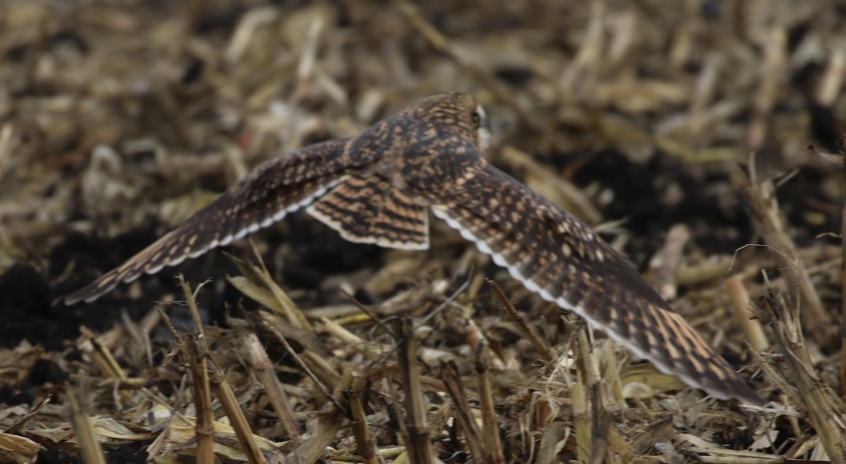 Short-eared Owl - ML611737720