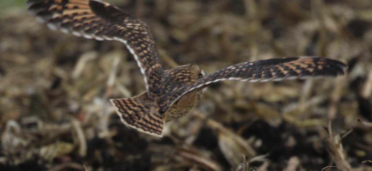 Short-eared Owl - ML611737731