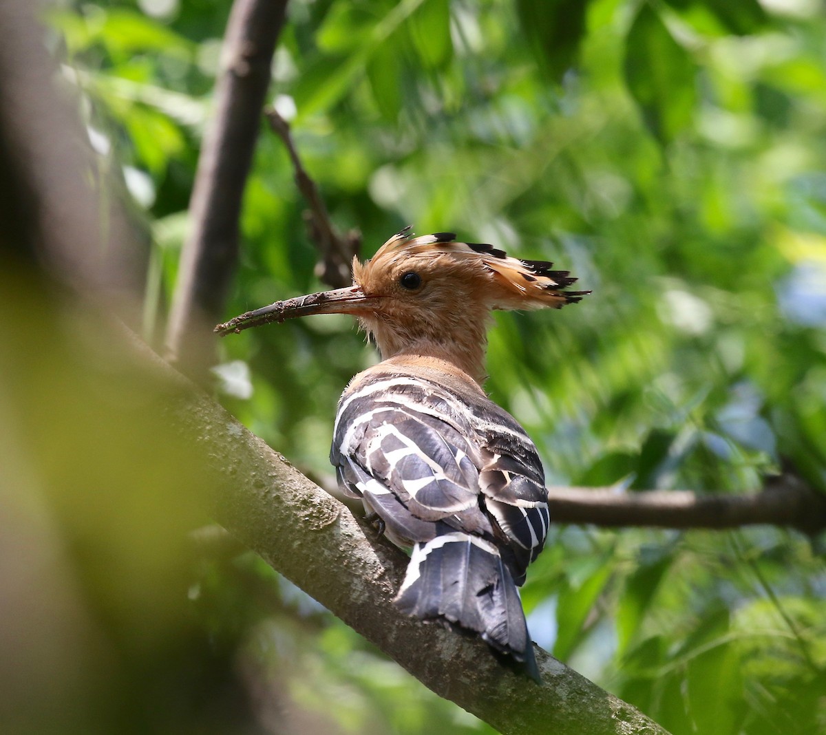 Madagascar Hoopoe - ML611737737