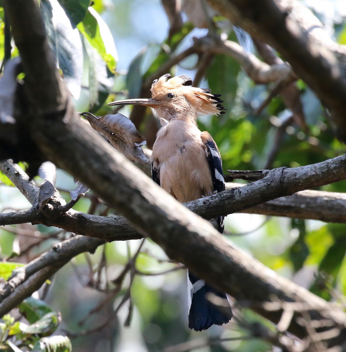 Madagascar Hoopoe - ML611737738