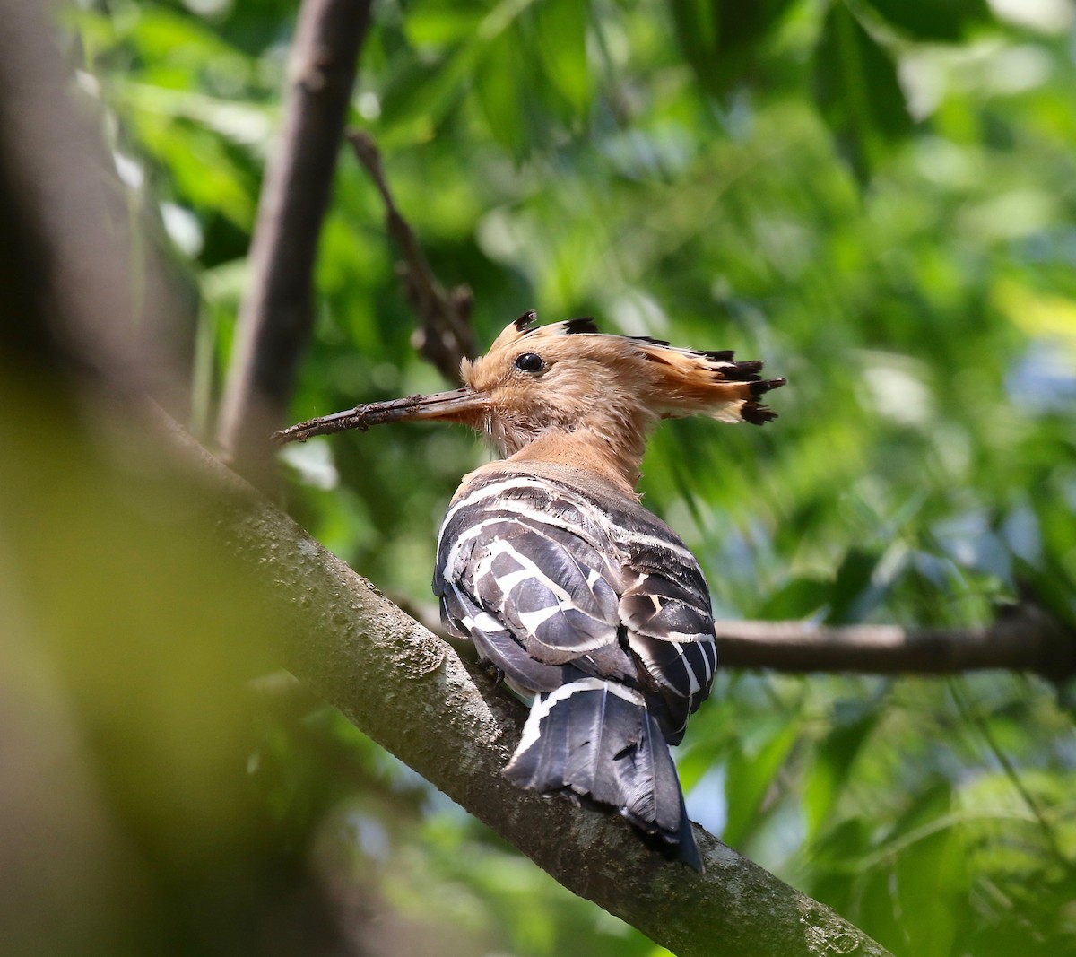 Madagascar Hoopoe - ML611737739