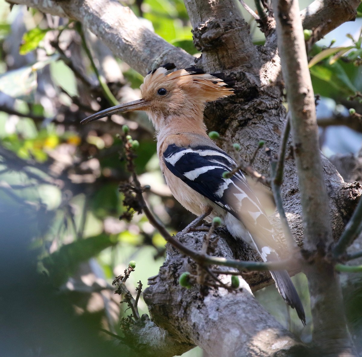 Madagascar Hoopoe - ML611737740