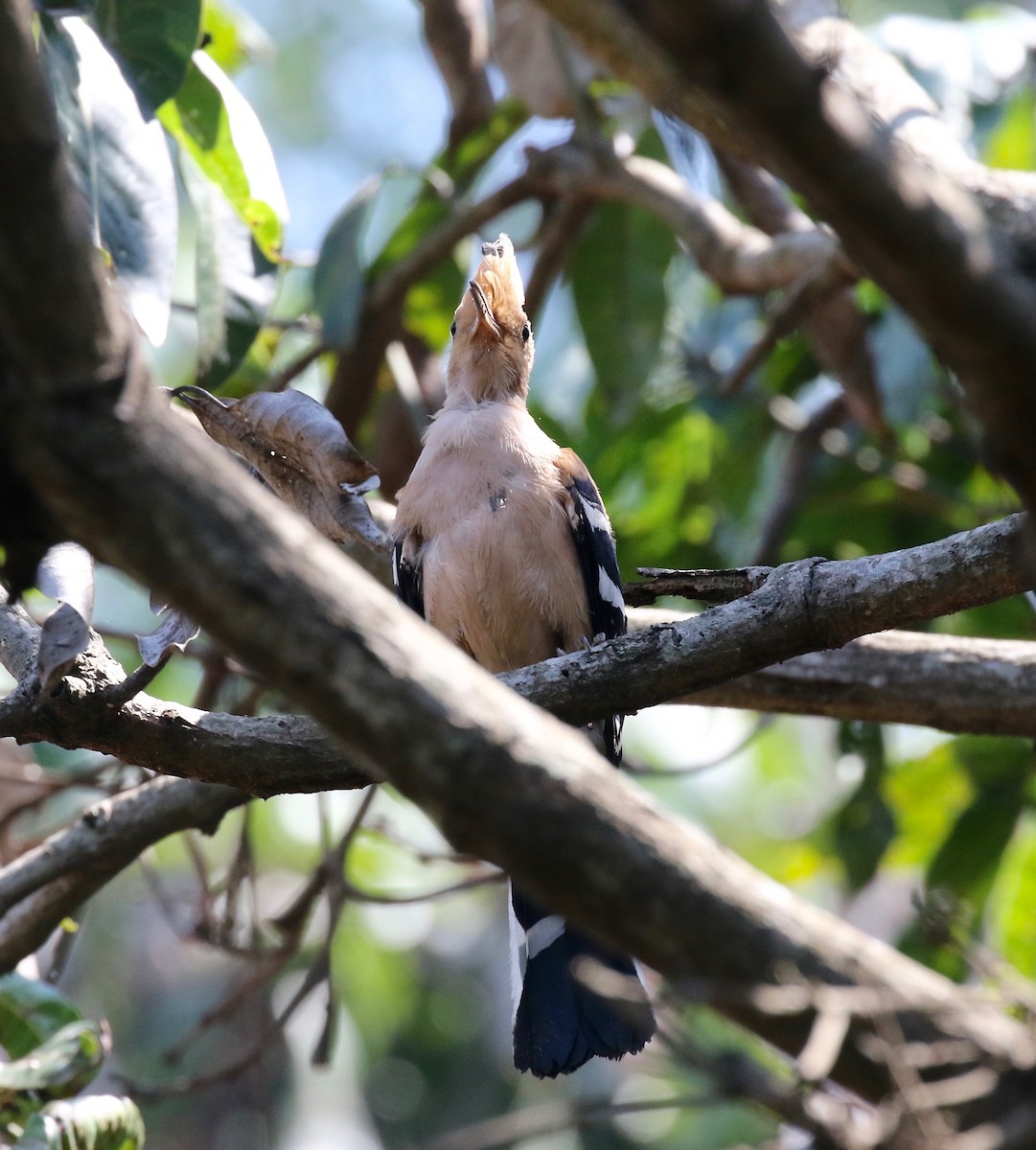 Madagascar Hoopoe - ML611737741