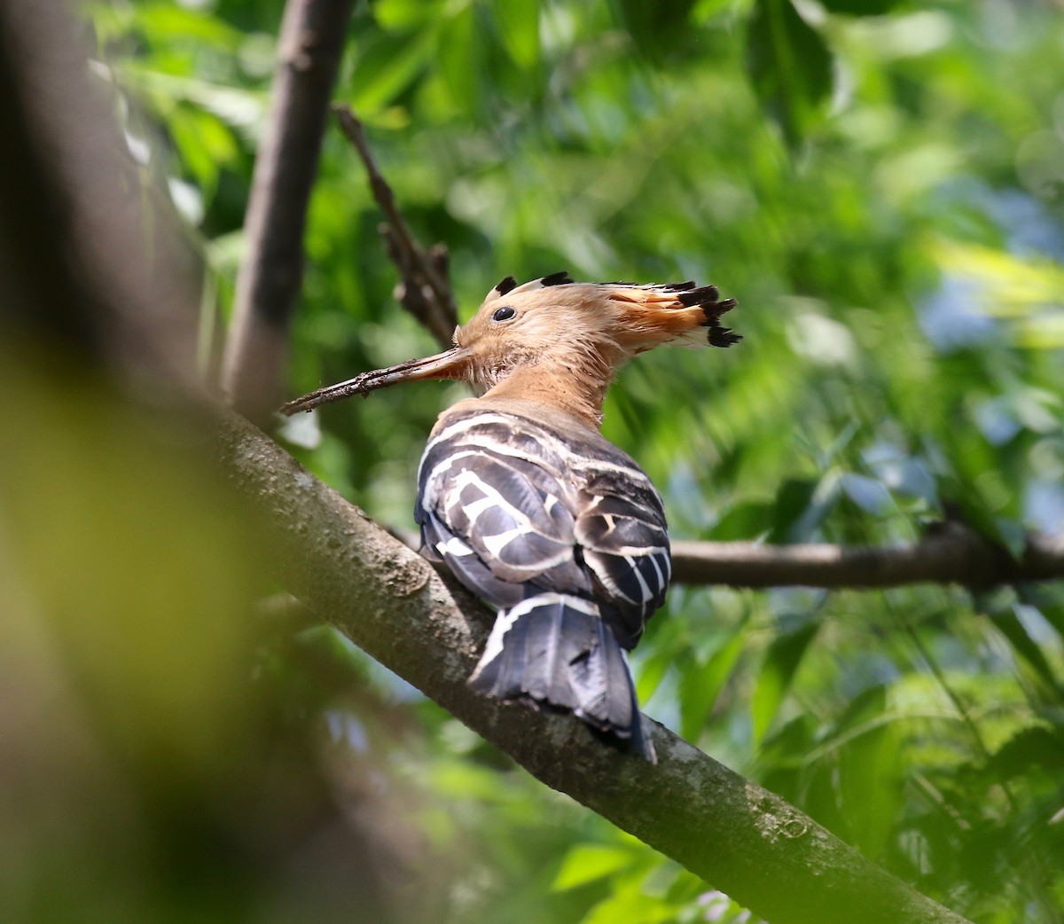 Madagascar Hoopoe - ML611737742